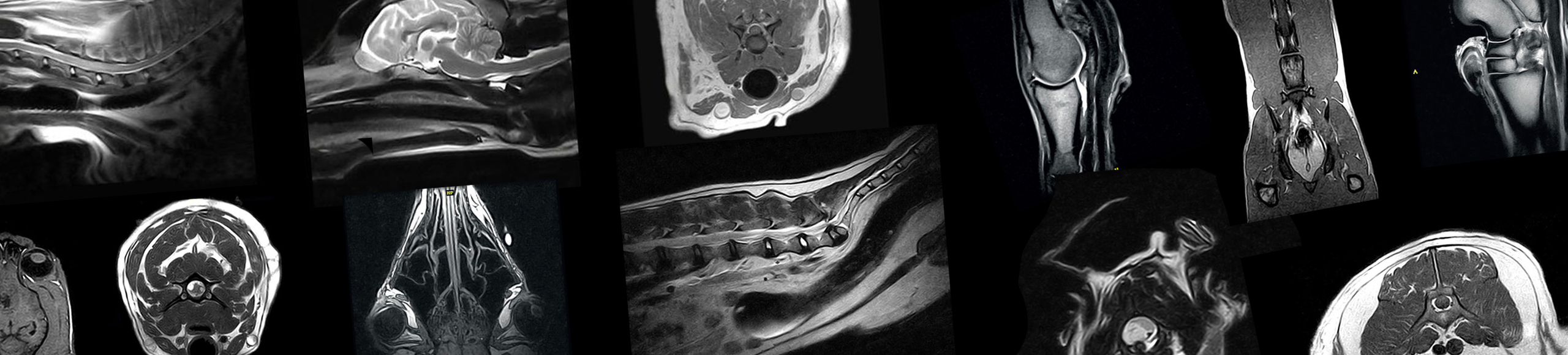 Veterinary MRI clinical images