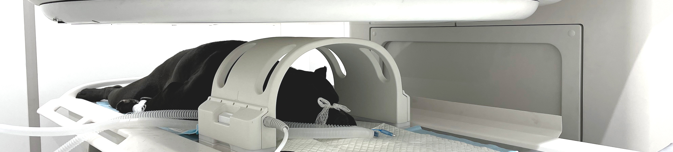 Veterinary magnetic resonance coils