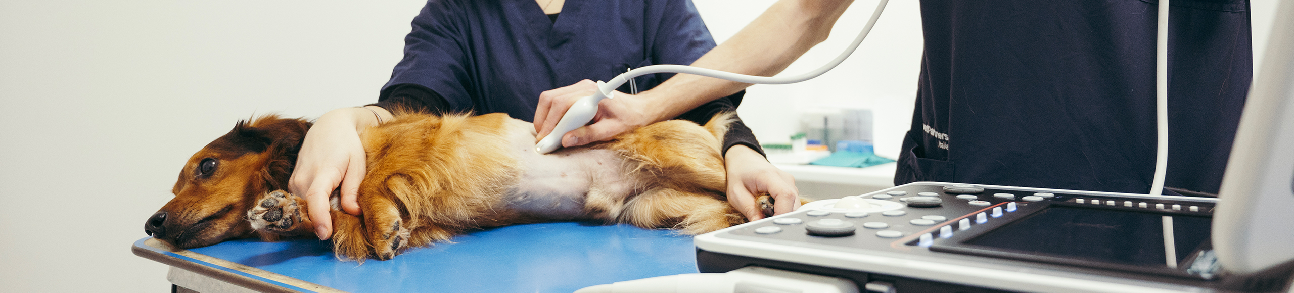 Veterinary ultrasound probes