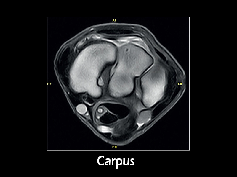 G-scan equine - Carpus 03
