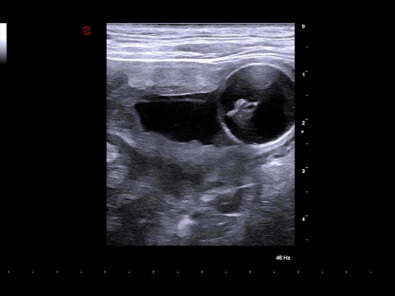 MyLab™FOX - Dog - urinary bladder catheterization	