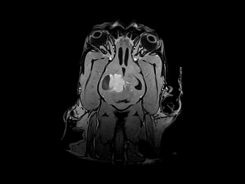 Vet-MR Grande - 3DSST1 cor neurocranium neoplasia