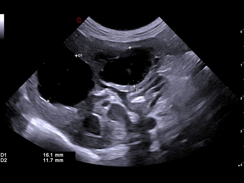 MyLab™FOX - Dog - liver cysts