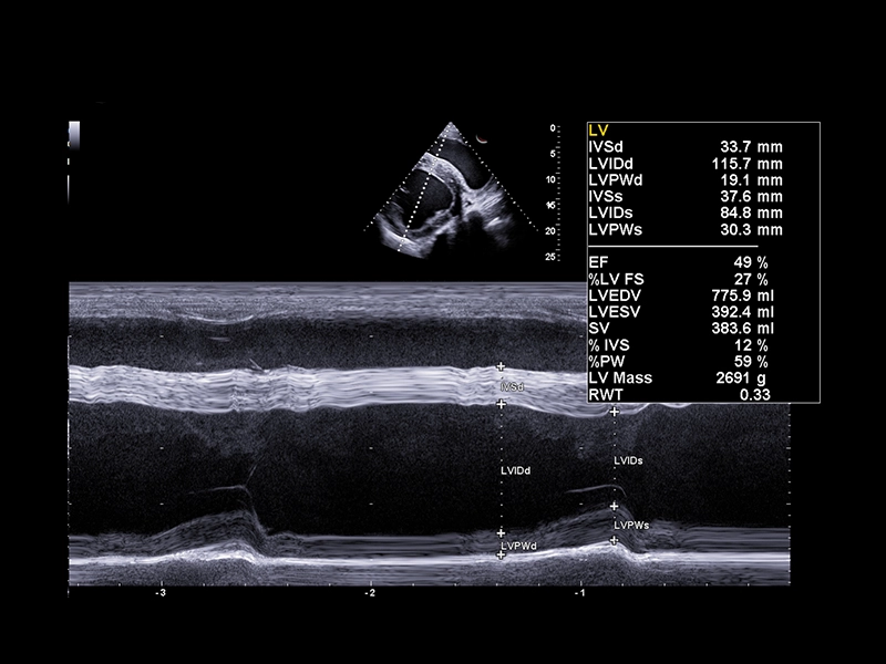 Equine clinical image - short axis view left ventricle measurement M mode