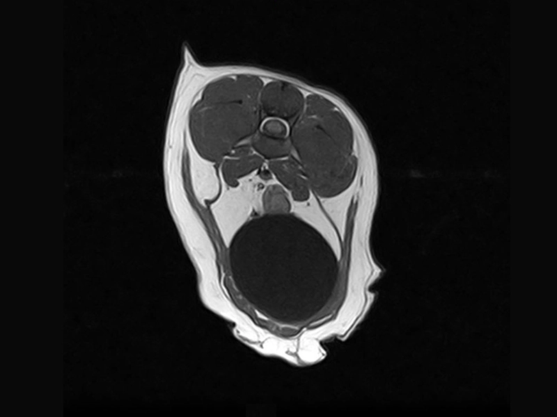 Magnifico Vet - Lumosacral spine traverse spine echo