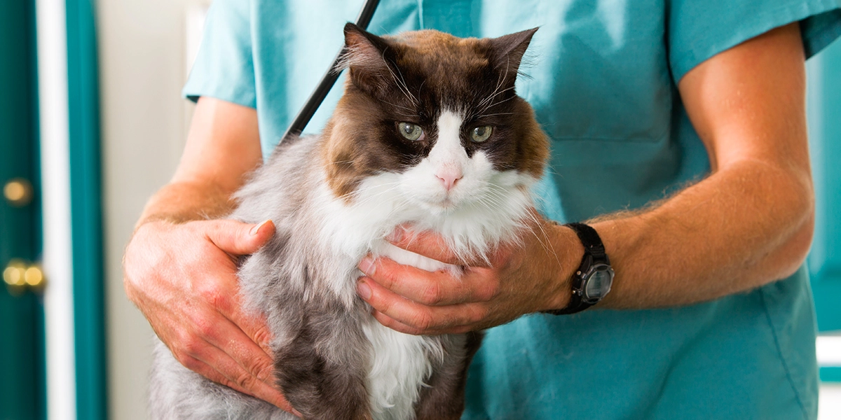 Meet the vet experts, Feline clinical cases