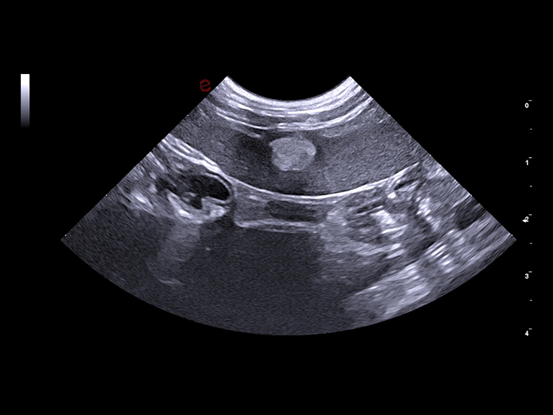 MyLab™FOX - Dog - spleen focal lesions