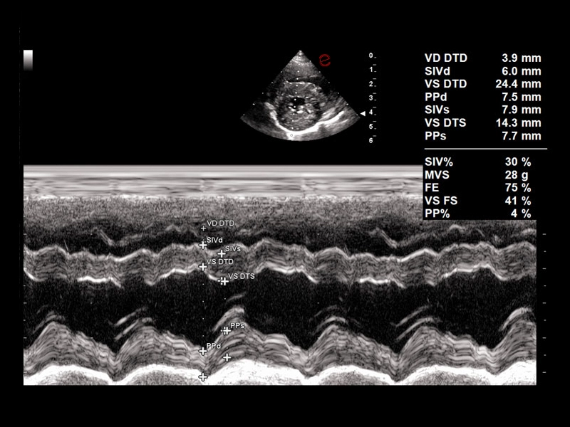 MyLab™9VET - Dog - short axis view - M-mode