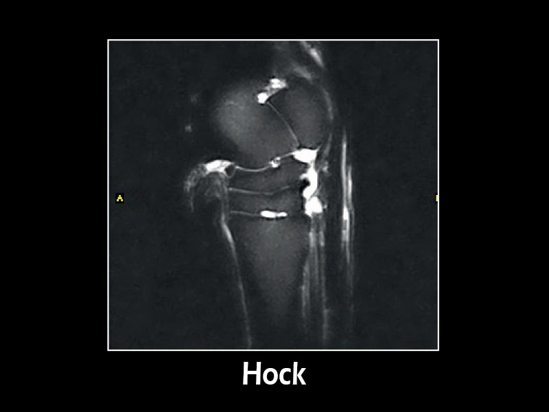 G-scan equine - Hock 01