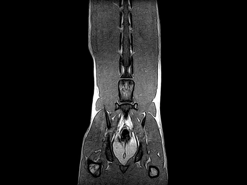 Magnifico Vet - Lumbosacral 3D SST1