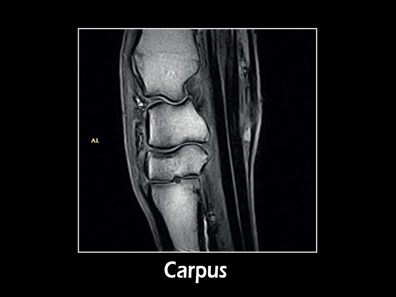 G-scan equine - Carpus 04