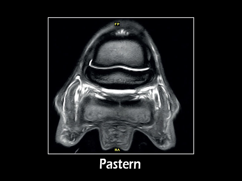 G-scan equine - Pastern 02