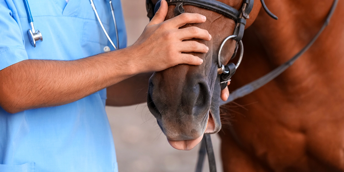 Meet the vet experts, Equine clinical cases