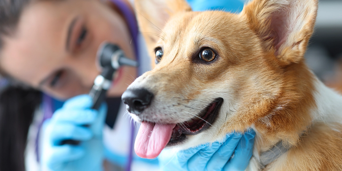 Meet the vet experts, Canine clinical cases
