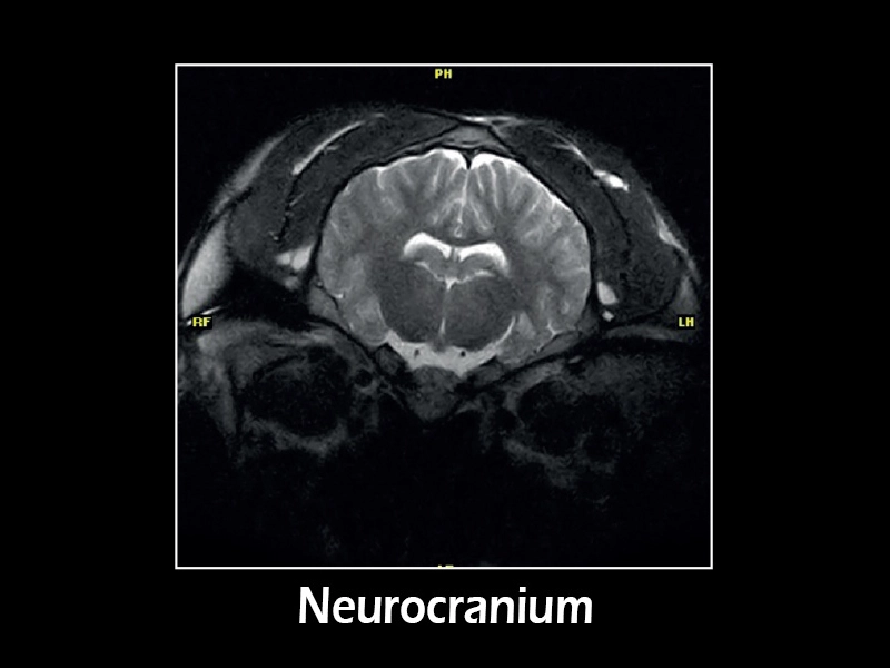 G-scan equine - Neuro 02