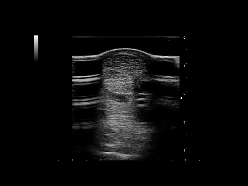 Equine clinical image - tendon 4