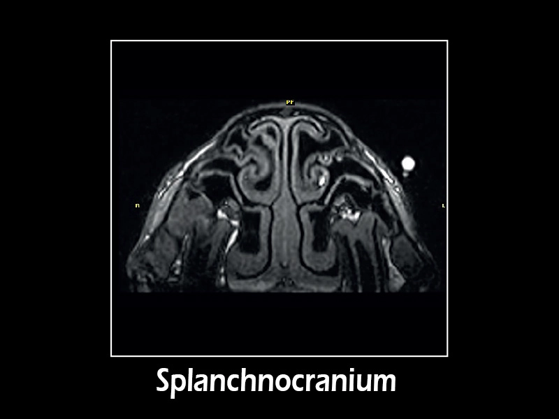 G-scan equine - Splacno 01