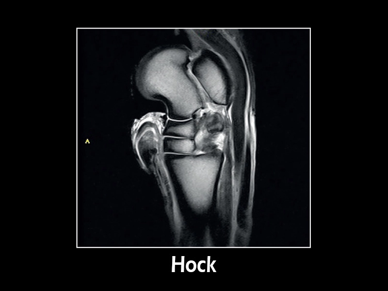 G-scan equine - Hock 02