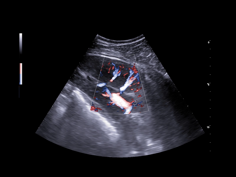 Equine clinical image - XFlow