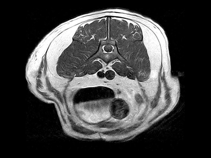 Magnifico Vet - Lumbosacral FSET1