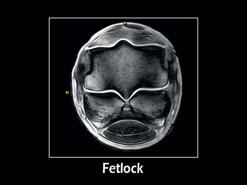 G-scan equine - Fetlock 02